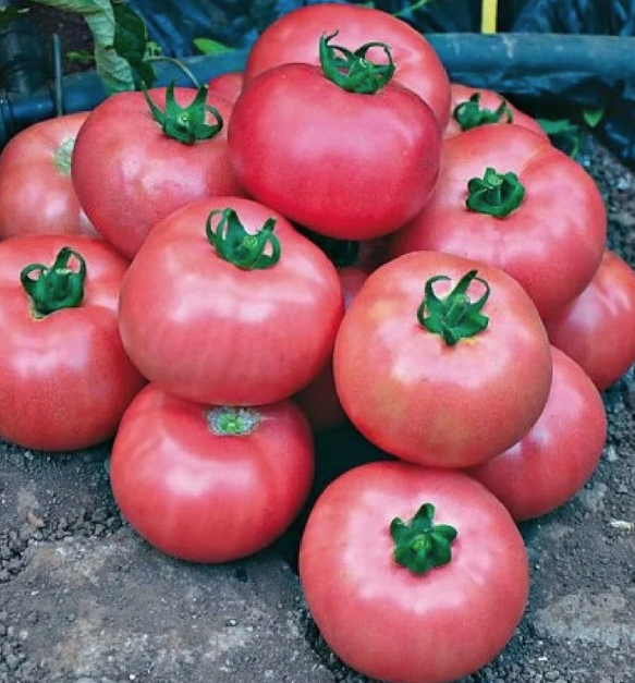 Salattomate