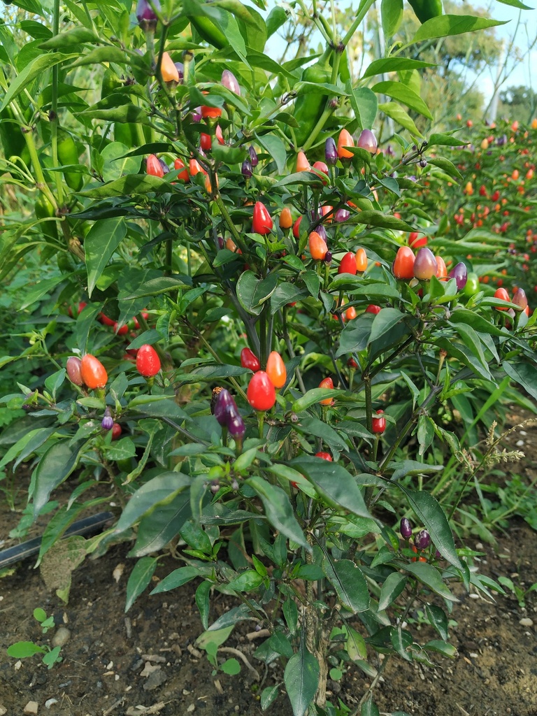 Chili